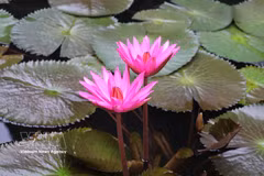 宁平梧桐河上睡莲盛开 紫色花海美不胜收