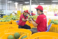 产销对接：破解越南农产品“丰收减收”难题的根本出路