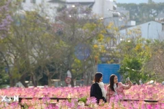 大叻：春节假期热门旅游地