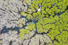 广义省：大鱼湖红树林——原始迷人的“绿色之肺”