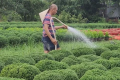 花开迎新春：永隆省花农忙碌护花备战春节