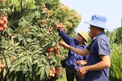 北宁省荔枝价格高涨 初季收入超2.6万亿越盾。图自越通社