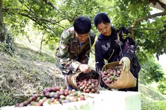 山罗省早熟李子丰收且售价高，种植户喜笑颜开。图自越通社