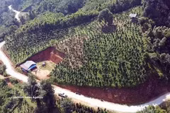 唤醒太原省同福乡山雪茶的发展潜力。图自越通社