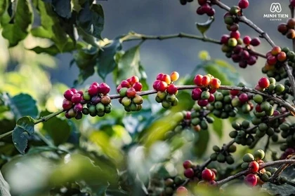 山罗省咖啡迎来丰收丰价