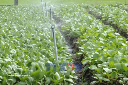 加大科学技术应用 扩大安全蔬菜种植区