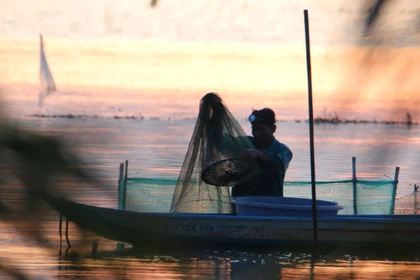 多年“汛期反枯”后，芹苴迎来丰饶的野生鱼季