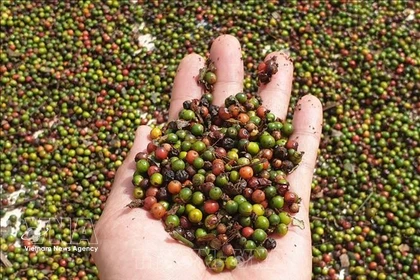 越南胡椒“独占”泰国市场。图自越通社