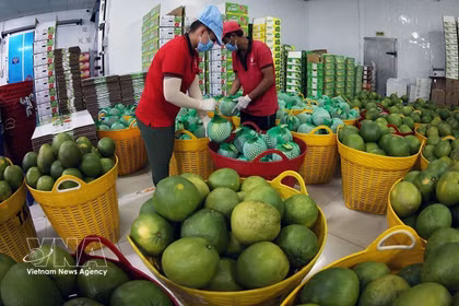 为越南果蔬出口至中国开辟“绿色通道”