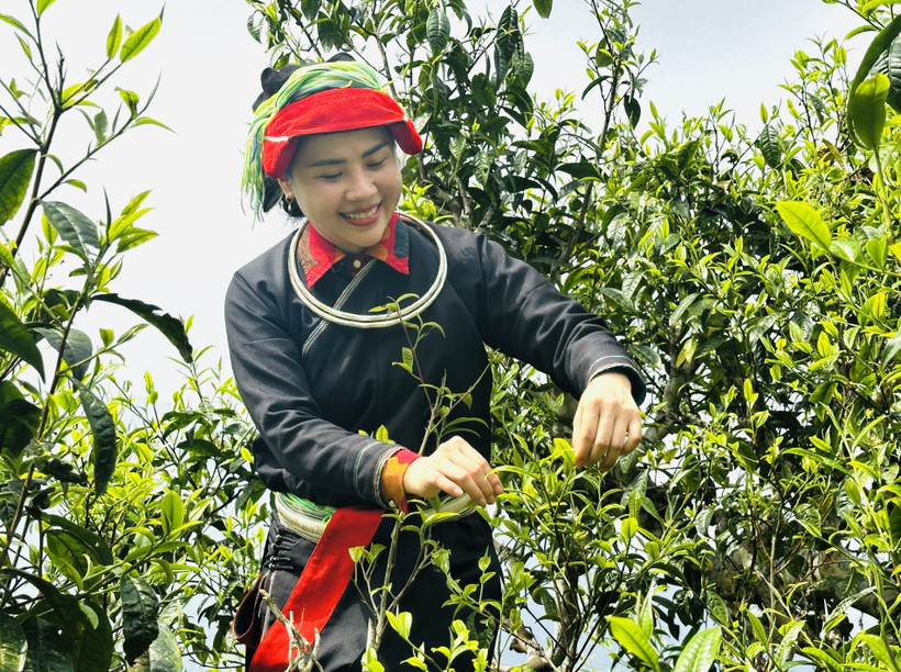 瑶族妇女在西昆岭上采摘春茶。图自越通社