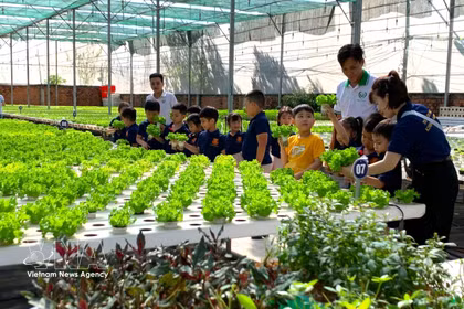 附图：在胡志明市端玉农业合作社参观高科技蔬菜种植模式。图自越通社