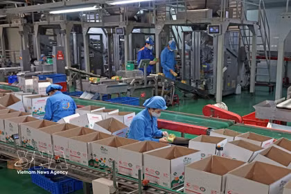 位于海防市石魁坊一号工业群的龙海有限责任公司每年生产数百吨产品，向国内市场供应并出口海外。图自越通社