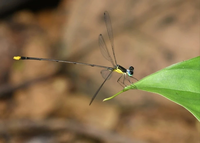 越南乂安省发现黄纹长腹扇蟌Coeliccia natgeo 蜻蜓