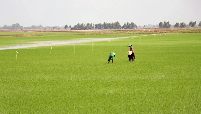 朔庄省扩大百万公顷优质水稻种植项目试点实施范围。图自越通社