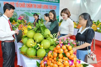 附图 图自越通社