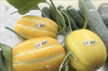 附图 图自越通社