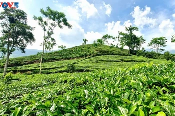 茶叶正在成为安沛省万赞县的主要作物之一。图自越南之声