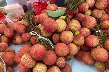 2025年芙蕖县早熟杂交荔枝。图自越通社