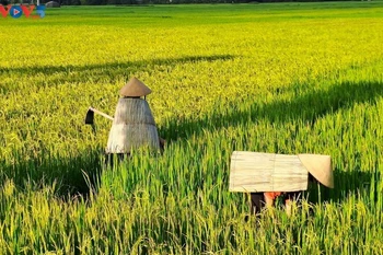 以干棕榈叶编制而成的蓑衣，数百年来一直是河静省春禄乡安乐村村民防晒避雨的日常用品。图自《越南之声》