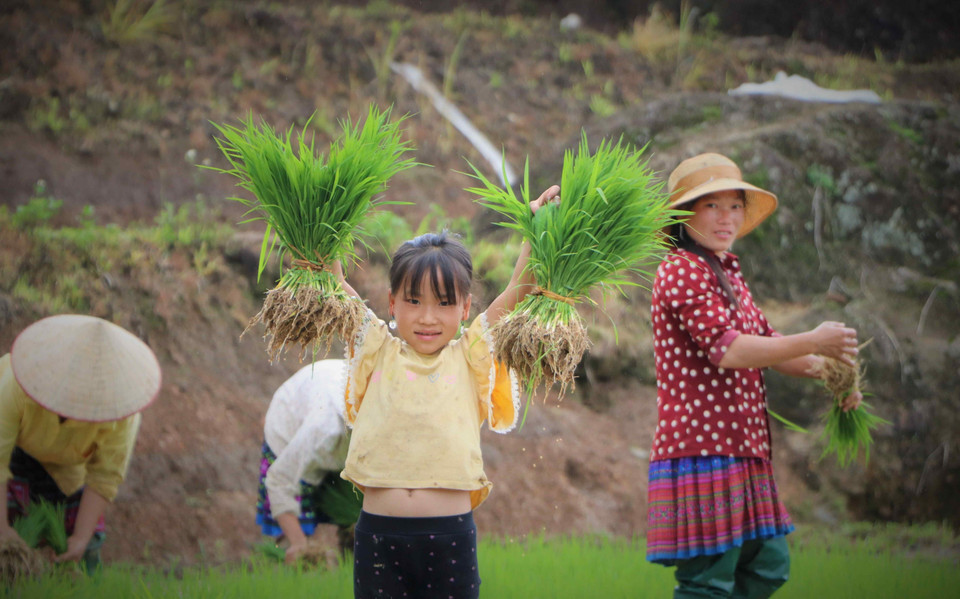 赫蒙族小朋友跟着妈妈上梯田插秧。图自越通社