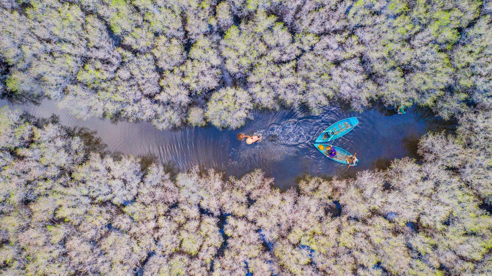 平山县平顺乡宝咖丐红树林是广义省独特的生态旅游目的地。图自越通社