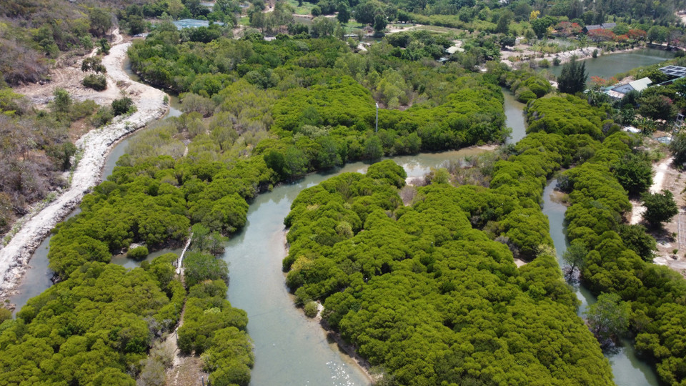 富安省青年努力恢复乌鸾泻湖蓝色地带。图自越通社