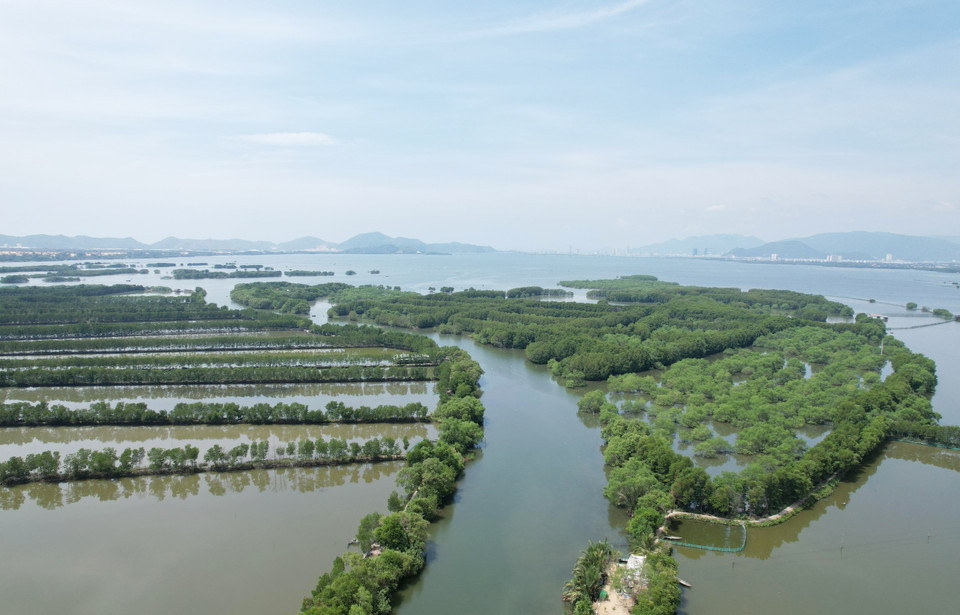 平定省鸟丘红树林。图自越通社