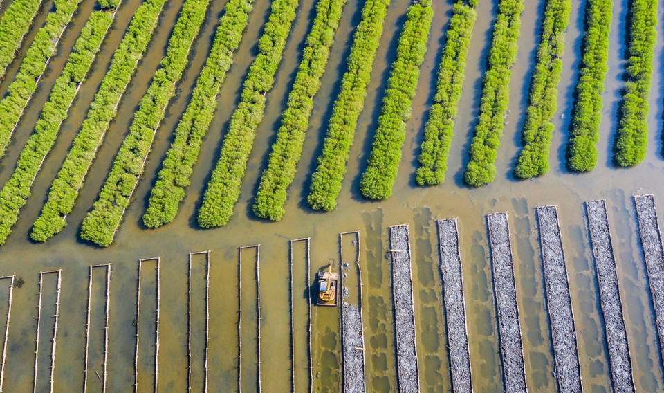广义省平山县平顺乡宝咖丐红树林于2015年得到恢复与有效保护。图自越通社