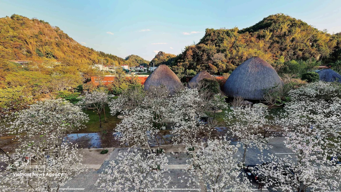 山罗省羊蹄甲花竞相绽放，留住游客的脚步