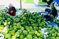 柚子是越南出口农产品中的主打产品。图自越通社