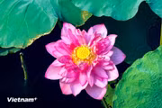 西湖荷花在河内市中心绽放清雅独特之美