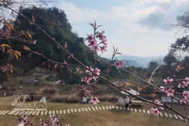 山罗省木州高原上的樱花绽放。越通社发