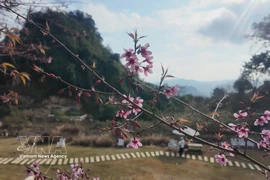 山罗省木州高原上的樱花绽放。越通社发