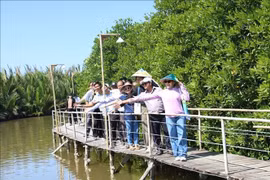 游客在永隆省安化岛沿海各乡体验红树林生态旅游。图片来源：越通社