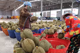 产季初收购的榴莲在阮顺农业进出口有限公司（中国企业，位于得乐省克容帕乡）进行初步加工，随后出口至中国。图片来源：越通社