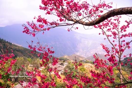新春出游：不容错过的旅游目的地