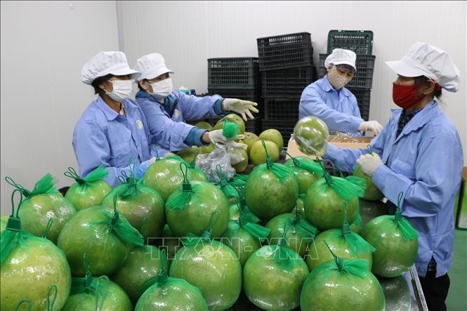 附图。图自越通社