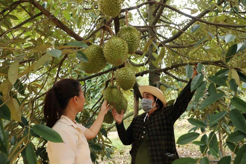 同奈省的一个榴莲种植区。图自同奈报