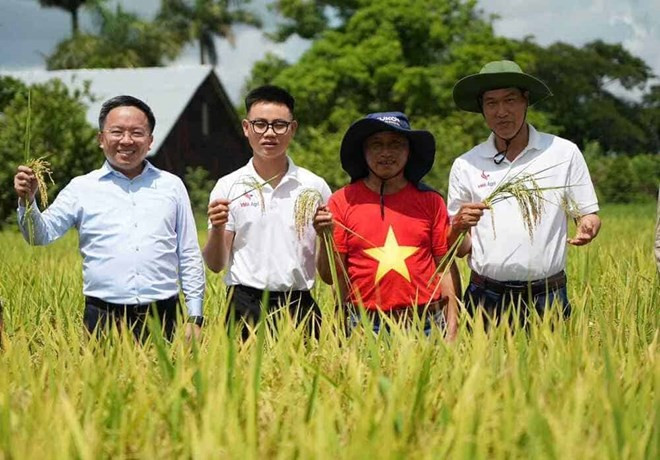 纪录片《幸福的种子》记录了越南向古巴转让特种水稻品种（包括CT16稻种）的历程。图自越通社