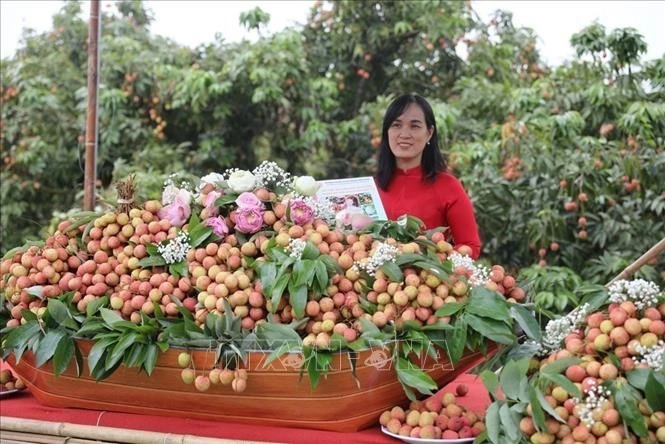 附图。图自越通社