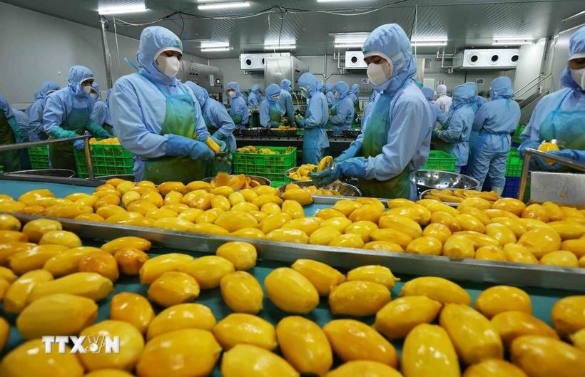 加工芒果 以出口到美国、欧洲、韩国和日本。图自越通社