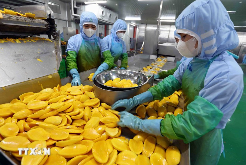 用于出口的农产品。图自越通社