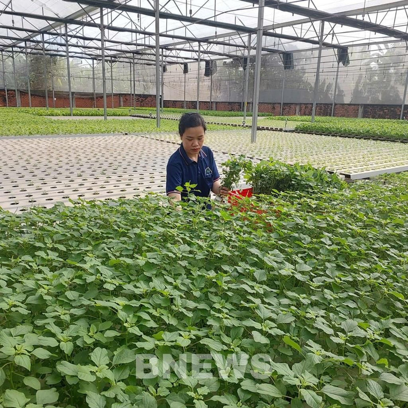 附图。图自越通社