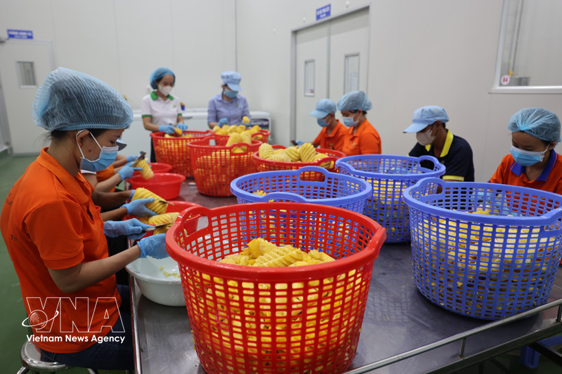 在位于巴地头顿省周德工业区的 Wana 软饮料股份公司，工人们正在对用于生产果汁的水果进行初步加工。图自越通社