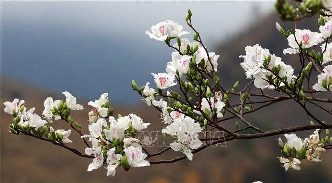 2025年白花洋紫荊节将于3月中旬举行。图自越通社