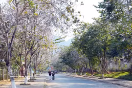 莱州山城的街头巷尾，羊紫荆花竞相绽放。图自越通社