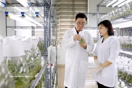 太平种子集团股份公司是越南领先的作物种子企业之一，拥有30种作物的品种权；拥有3家符合国际标准的工厂。图自越通社