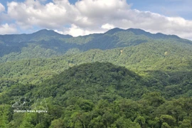 越南拥有1487万公顷森林，发挥着保障社会民生、发展经济的重要功能。图自越通社