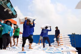 越南已成为向以色列出口大米的国家之一，但市场份额仍较为有限，仅占其大米进口总量的约2.2%至3%。图自越通社
