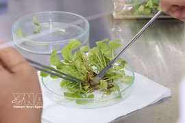 茶荣大学的作物品种研究成果已应用于农业生产和实际生活。图自越通社